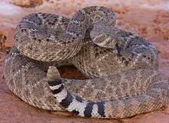 rattlesnake